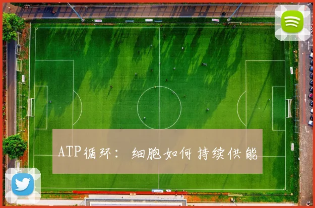 ATP循环:细胞如何持续供能