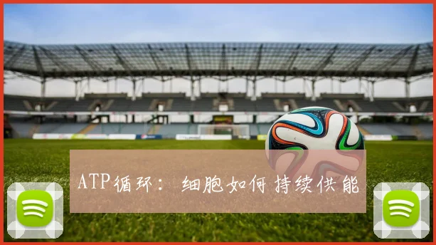 ATP循环:细胞如何持续供能